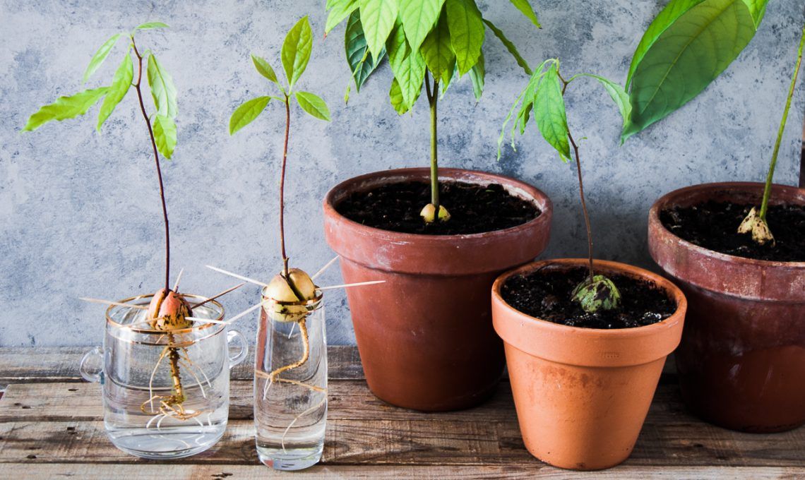 Pin su Gardening